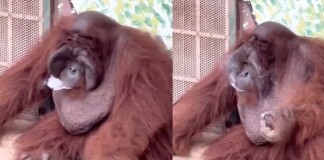 Xôn xao clip Đười ươi trong Thảo cầm viên Sài Gòn hút thuốc “chuyên nghiệp”