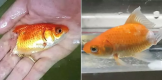 Xuất hiện chú cá vàng zombie gây sốc CĐM, mất nửa thân dưới, trơ cả xương rồi tự hồi phục, mọc luôn cả đuôi mới