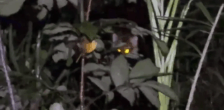 Đi rừng “săn” côn trùng trong đêm, nam YouTuber bất ngờ bị hổ rình ngược, thoát nạn trong gang tấc